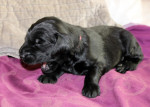 Miss Pink 16 dagen oud